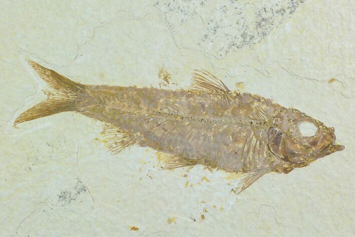 Fossil Fish (Knightia) - Green River Formation #122796